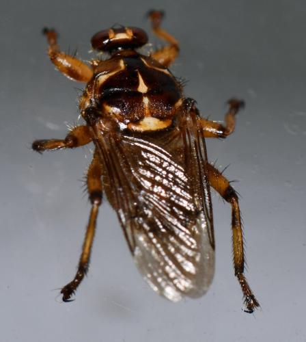 Réf. 309 792 : Hippobosca equina